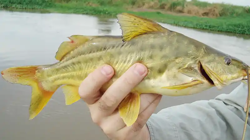Se prepara la 30° Fiesta Argentina Pesca del Bagre Amarillo