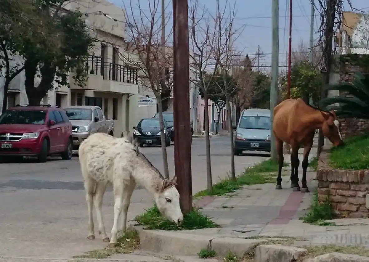 Caballos sueltos en la ciudad, un problema sin visos de solución