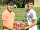 Estudiantes entrerrianos sorprenden con una remolacha de casi 12 kilos