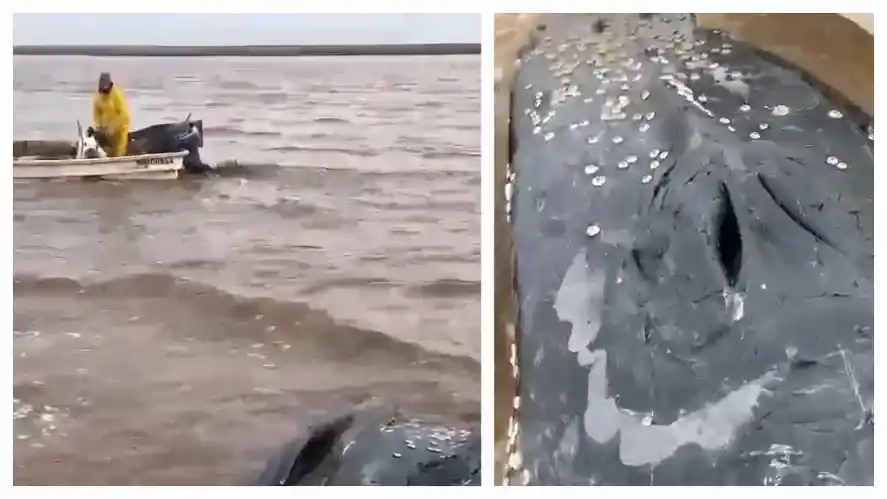 Pescadores encuentran una Ballena Franca en Castelli y solicitan ayuda para su rescate