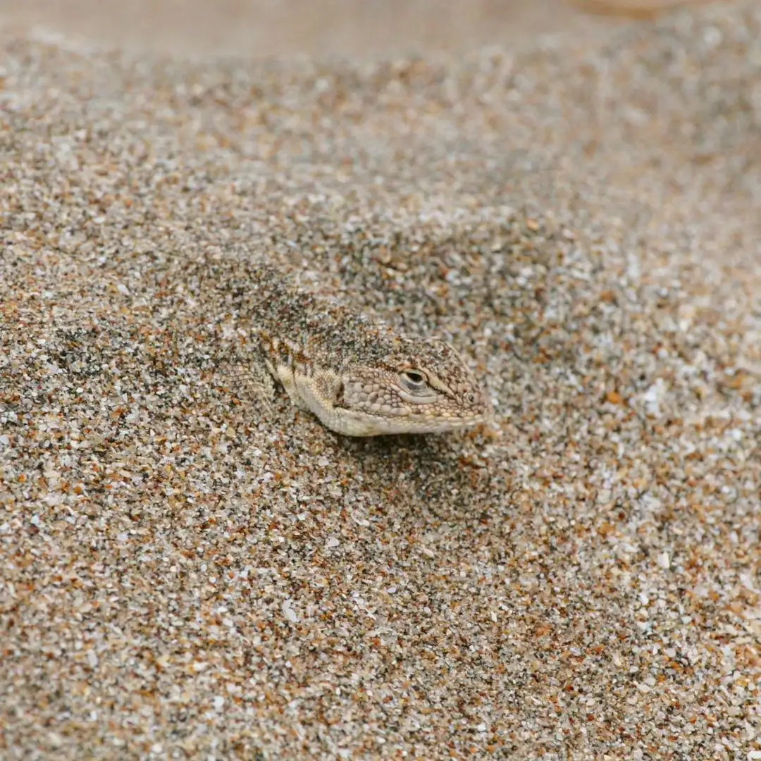 Lagartija de las dunas 2