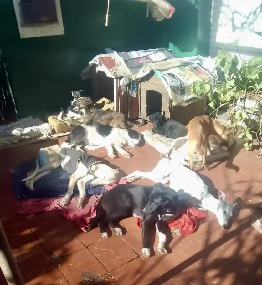 La importancia del cuidado y castración de gatos y perros