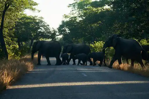 POR FALTA DE AGUA elefantes huyen de manera masiva de Zimbabue