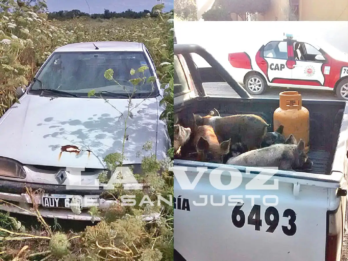 "Modalidad navideña": Recuperaron lechones y corderos robados en nuestra región 