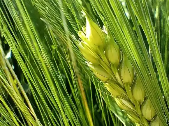 Cebada: Buena producción en nuestro país y un precio estable