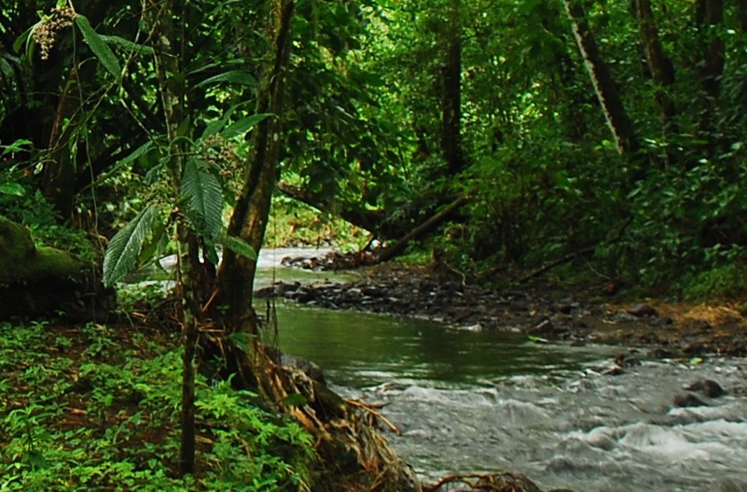 Los bosques tropicales, un «pulmón» que pierde el aliento