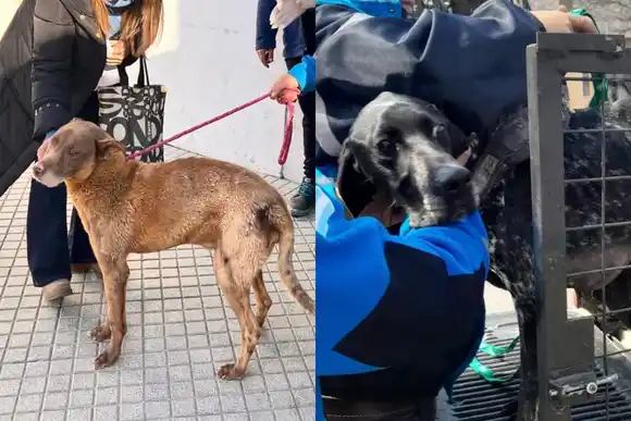 Rescataron más de 170 animales en situaciones de maltrato en Rosario durante 2024