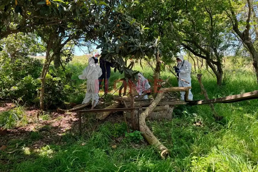 Conmoción en Entre Ríos: hallaron muerta a Daiana Mendieta y convocan una marcha en pedido de justicia
