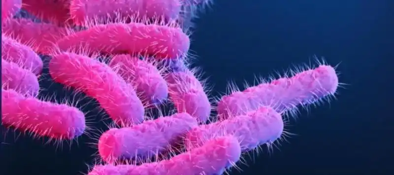 Shigella y Salmonella: Qué recomendaciones emitió Salud tras los casos de intoxicación mortal en Berazategui