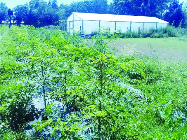 Conciliación en la causa de daño en una plantación de moringa