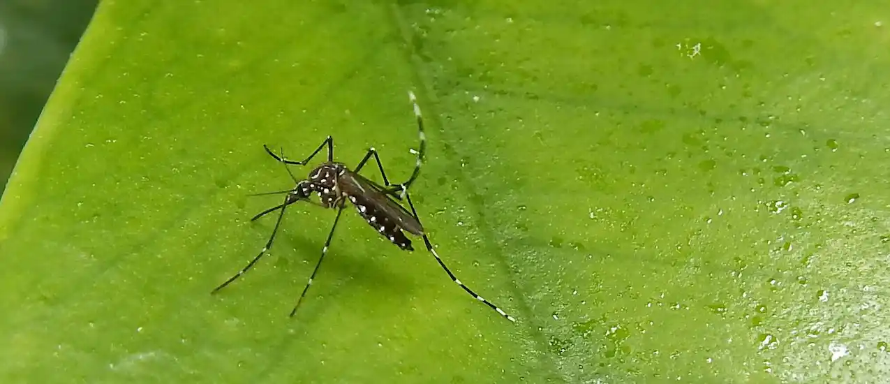 No hay paz: Otra vez vuelve el dengue al ataque y el Gobierno ya lanzó campaña de prevención nacional