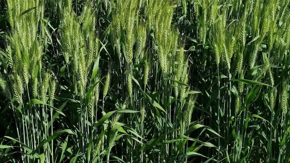 Trigo 2025/26: no dormirse al momento de planificar la comercialización