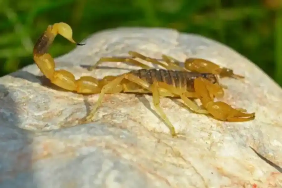 ¿Cómo reconocer alacranes y cómo actuar ante picaduras? Lanzaron una APP con toda la data