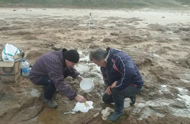 Recuperan gran variedad de fósiles en una sola exploración en Miramar