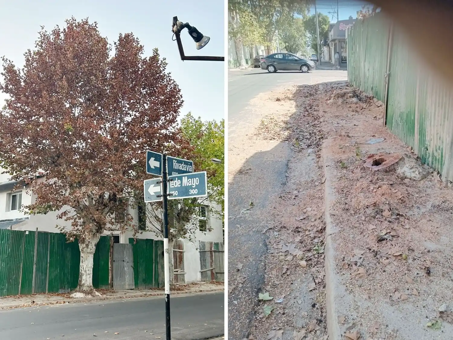 Desde el municipio se recuerda la protección del arbolado urbano