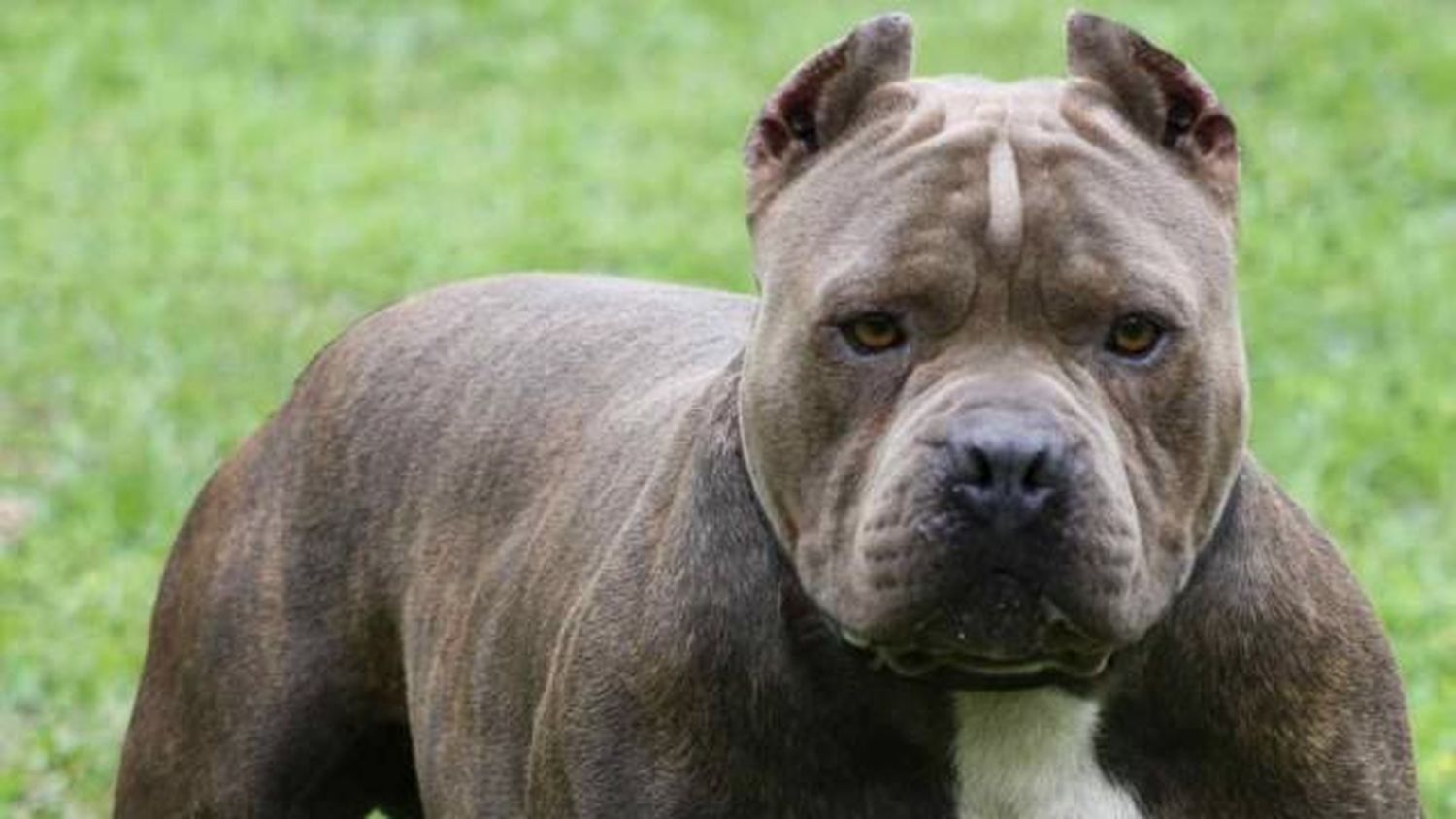 Una chiquita de 2 años fue internada en el Centenario y luego trasladada a Paraná tras ser atacada por un pitbull