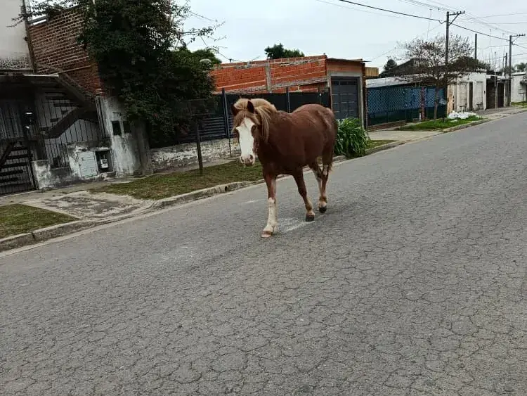 Caballo suelto en calle Ayacucho