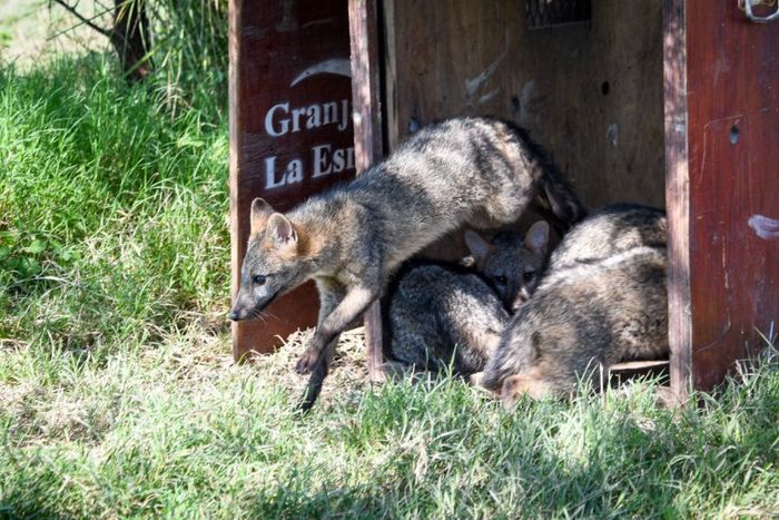 Eescate de animales provenientes del tráfico ilegal y devolverlos a su hábitat natural