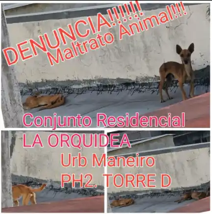 Los vecinos denunciaron en redes la situación de los animales que tenía Roberto Hernández. Foto: Twitter