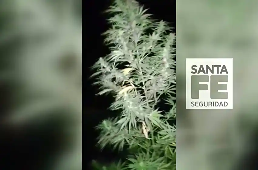 Incautan plantas de marihuana en Villa Gobernador Gálvez
