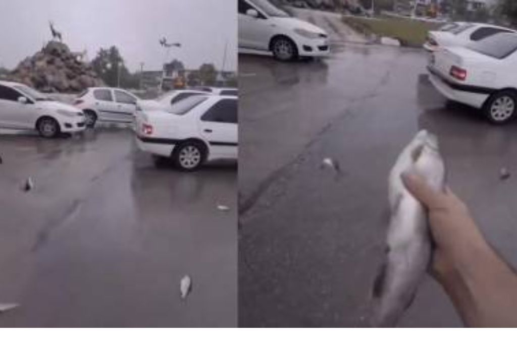 Lluvia de peces