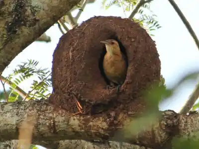 El nido del hornero, caso de estudio de  una prestigiosa revista internacional