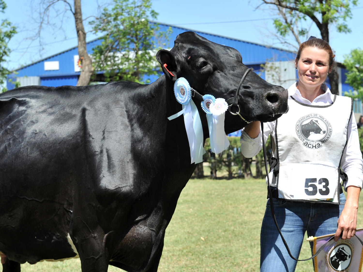 Del descarte, a vaca campeona