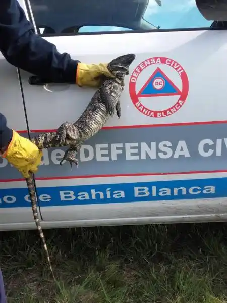 Bahía Blanca: Encontró un lagarto en el patio de su casa 