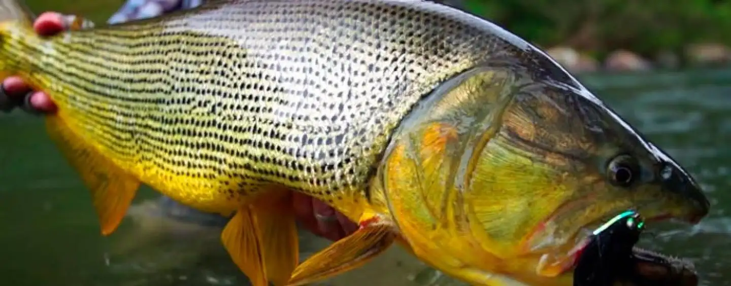 Río Uruguay: El lunes comienza la veda para la pesca del Dorado