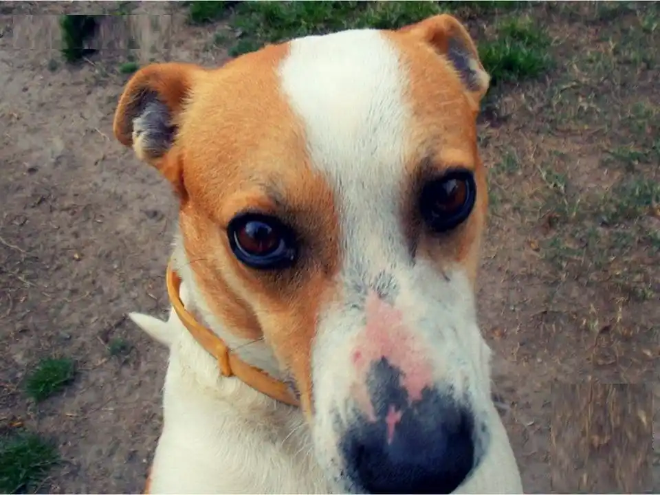 La Municipalidad de Alta Gracia dará una rebaja impositiva a quienes adopten perros callejeros