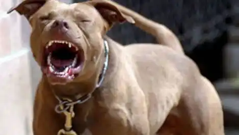 No implementaron licencia para los perros peligrosos