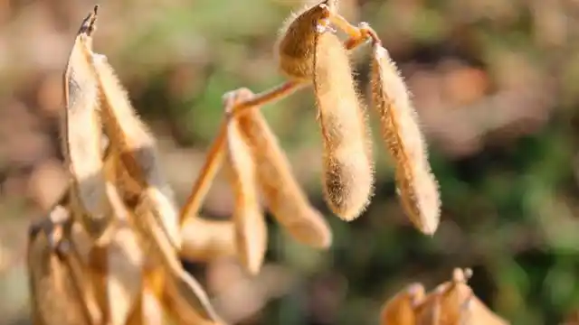 La soja se encamina hacia los valores más altos del año