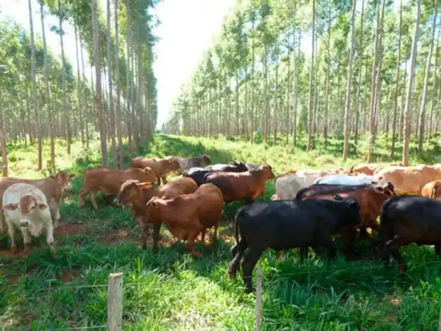 Vacas y Pasteras, la ganadería sustentable de Uruguay