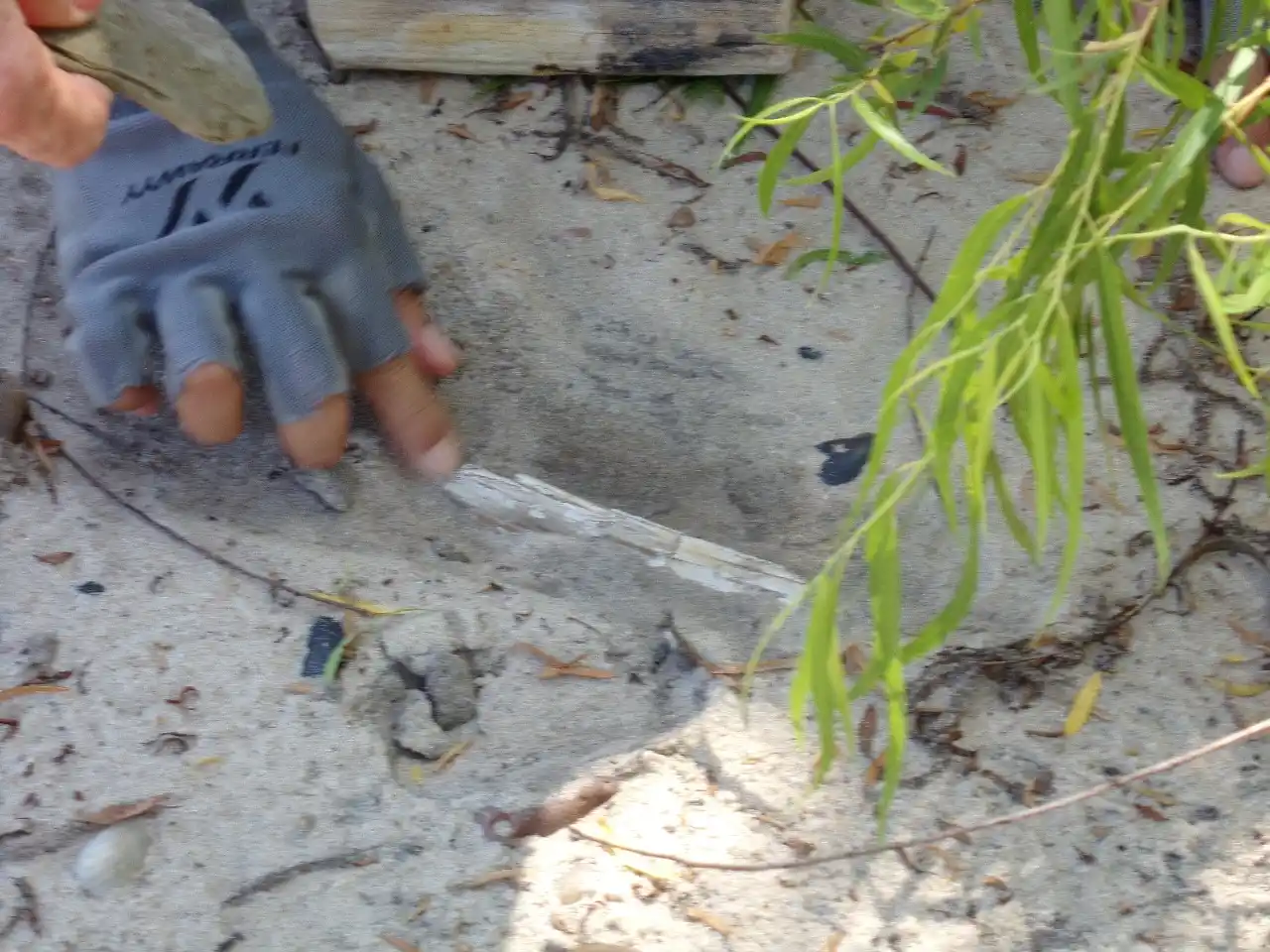 Hallazgos fósiles en Concordia activan protocolo de investigación científica