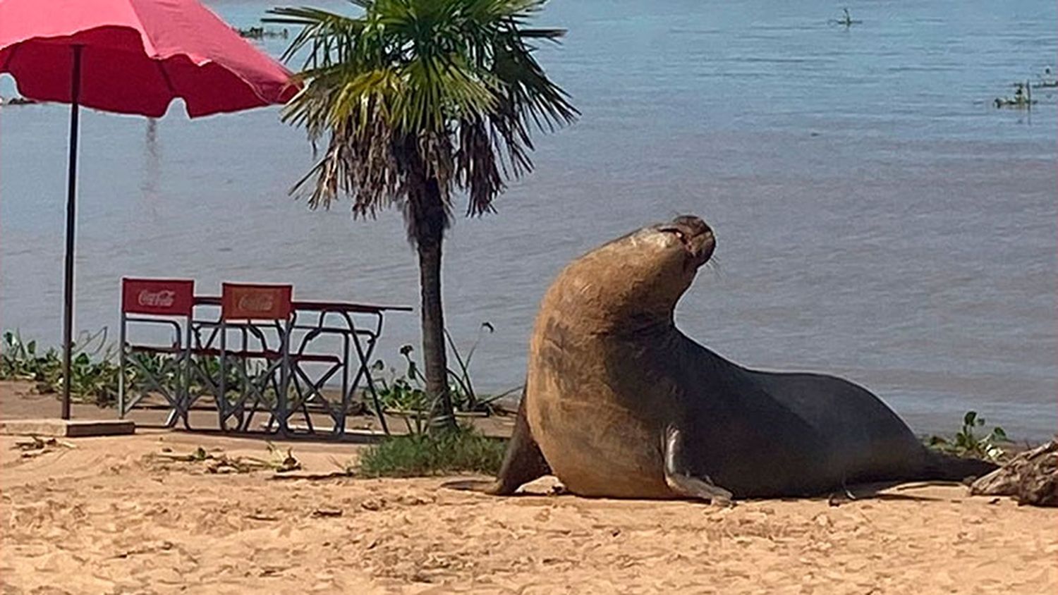 Un elefante marino apareció en el Delta del río Paraná