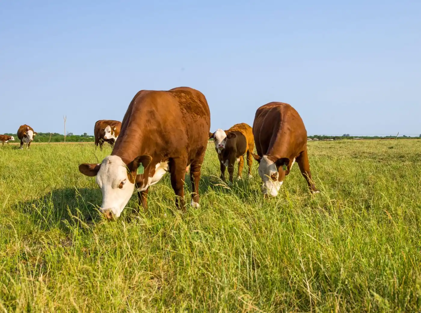Aseguran que la hacienda bovina sigue perdiendo valor contra la inflación