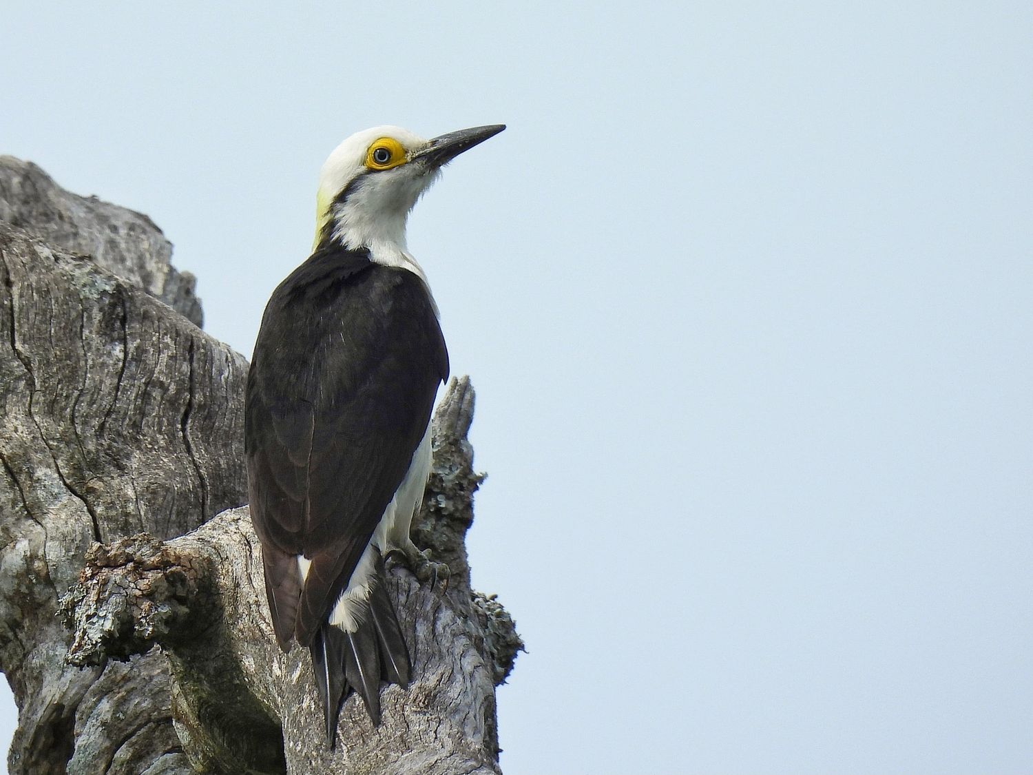 aves ceydas - 1