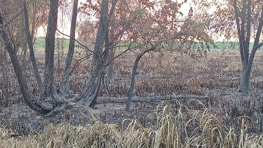 Devastadoras imágenes del incendio en el Parque Nacional Ciervo de los Pantanos de Campana