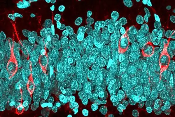 El cerebro produce neuronas hasta los 90 años