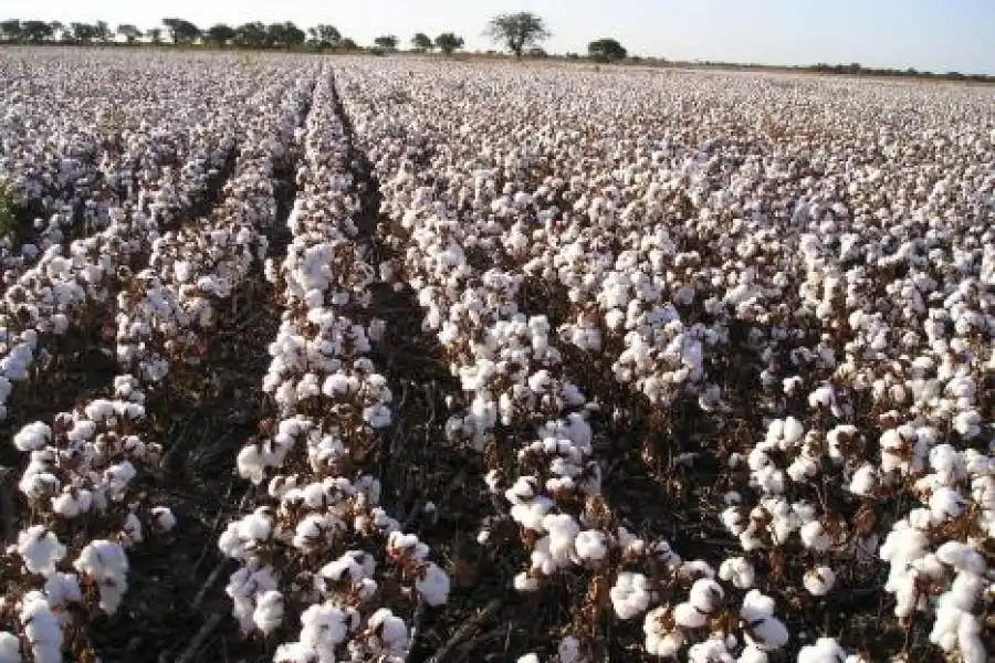 Abrió la inscripción al registro nacional de productores algodoneros