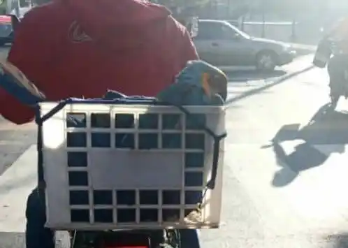 CONFUSIÓN: detienen motorizado por salvar a una guacamaya