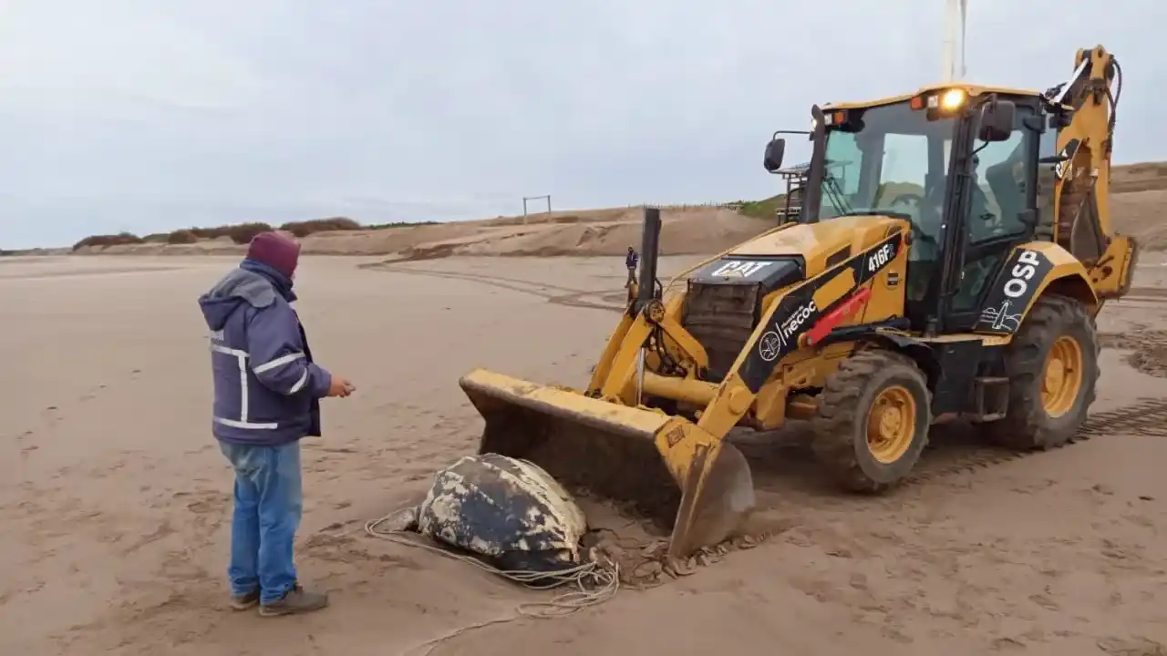 Conservación. Personal municipal enterró la tortuga para que luego se pueda extraer y ser trasladada para estudio