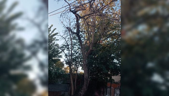 Temen que se caiga un árbol en Ruffa y Bottaro