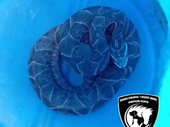 Encontraron una yarará en la costanera rosarina