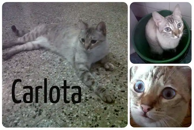 Gatita perdida 
