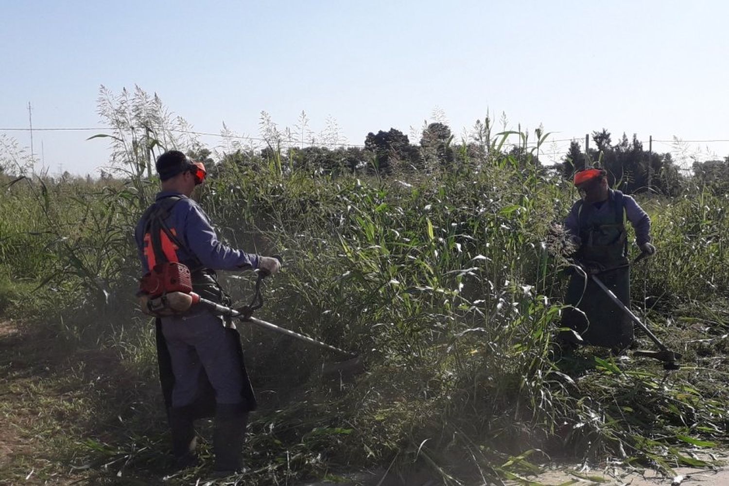 Se intensifican los controles de lotes limpios y libres de malezas