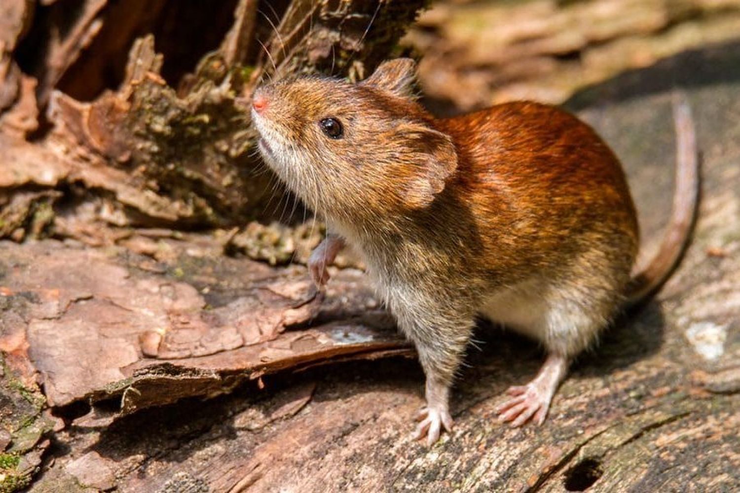 Confirmado: falleció un joven de 15 años por Hantavirus en la ciudad de Florencia