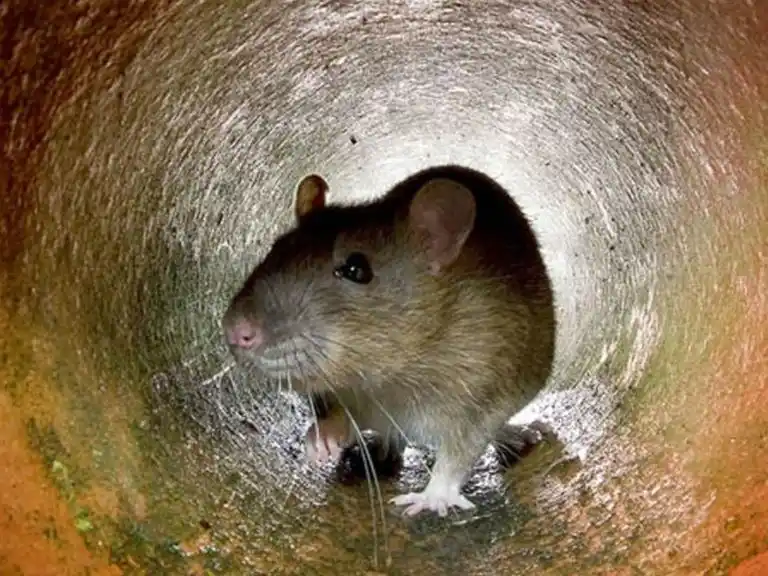 Hallazgo impactante: encontraron una rata del tamaño de un gato en Inglaterra