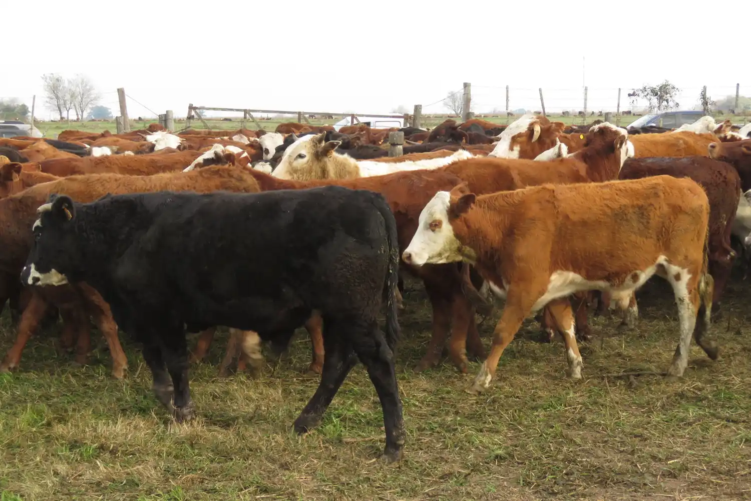 Frenan en Entre Ríos hacienda con garrapata que se dirigía a Santa Fe