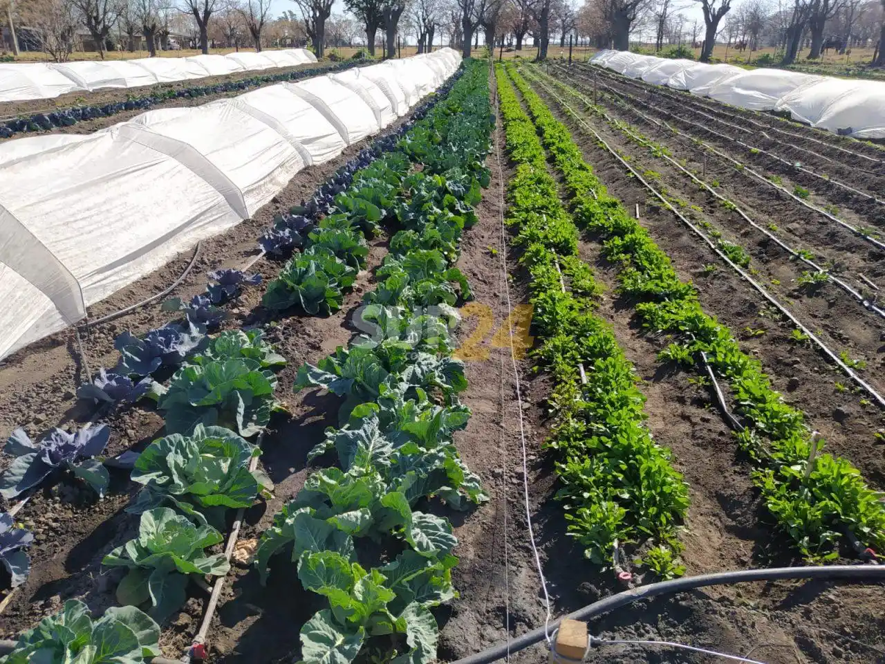 María Teresa está a un paso de autoabastecerse de verduras